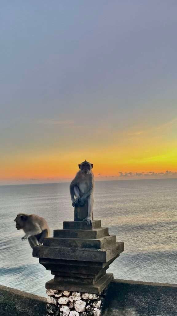 Monkey sitting on wall with the sunset in the background in Uluwatu, Bali.